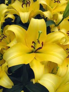 'Yelloween' Lilium