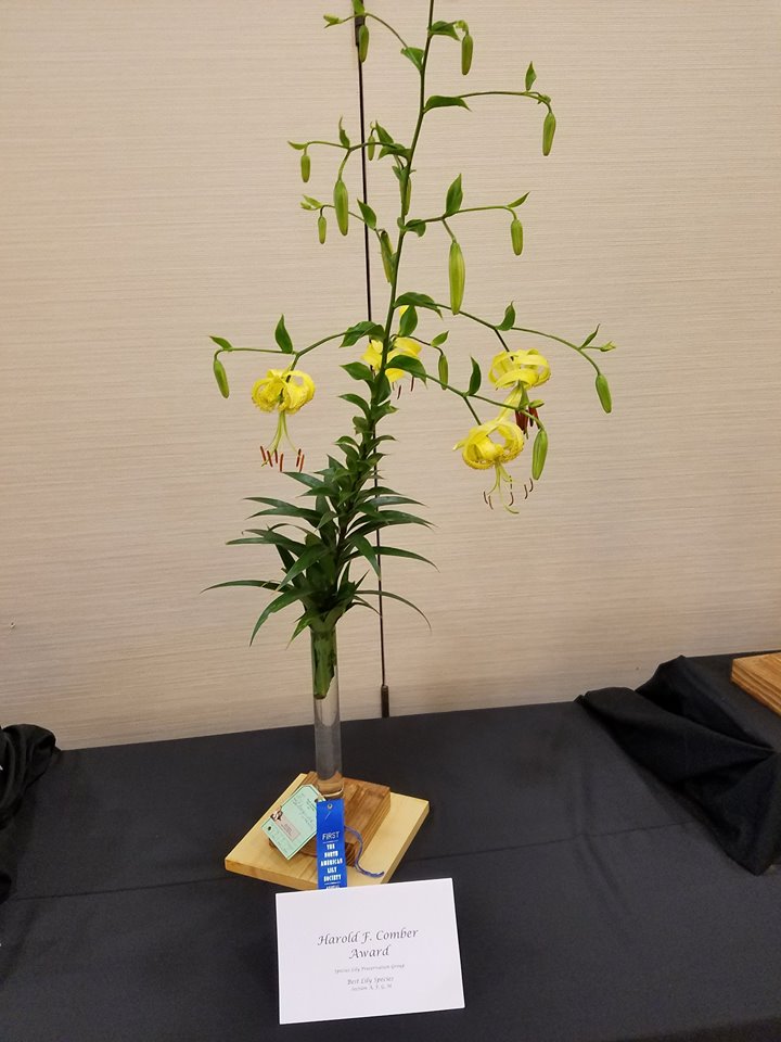 Best Lily Species - Henryi var. Citrinum